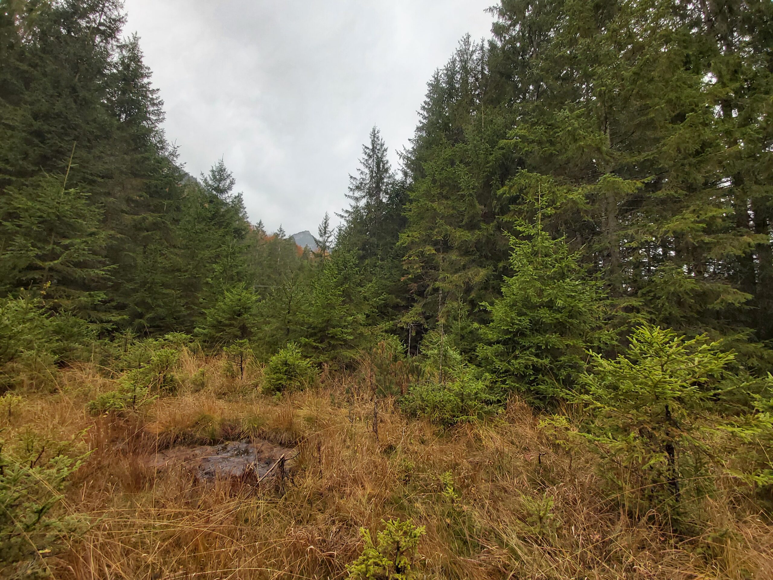 Das Hochmoor im Wasenmoos droht mit Fichten und Gräsern zuzuwachsen