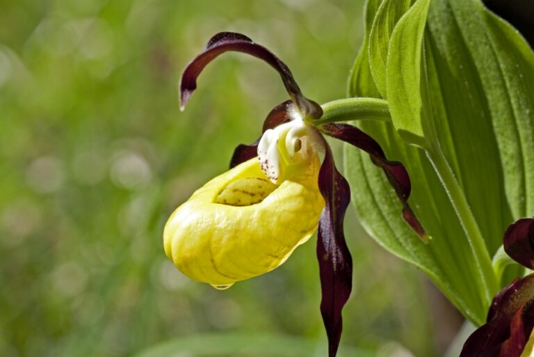 Frauenschuhblüte