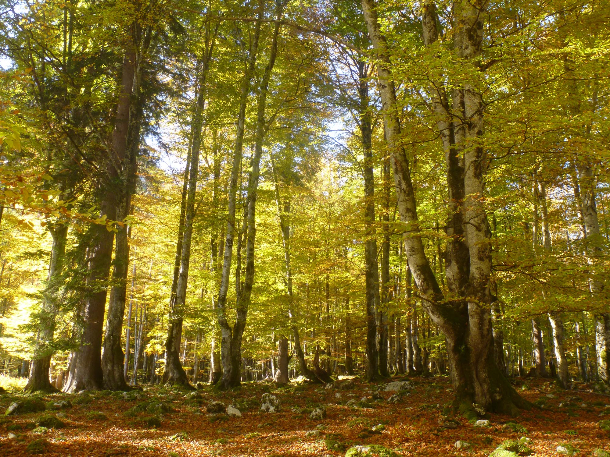 naturparktirolerlech_ranzental buchenwald_Der Buchenwald Ilgenberg